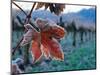 Leaf Covered in Frost-Charles O'Rear-Mounted Photographic Print