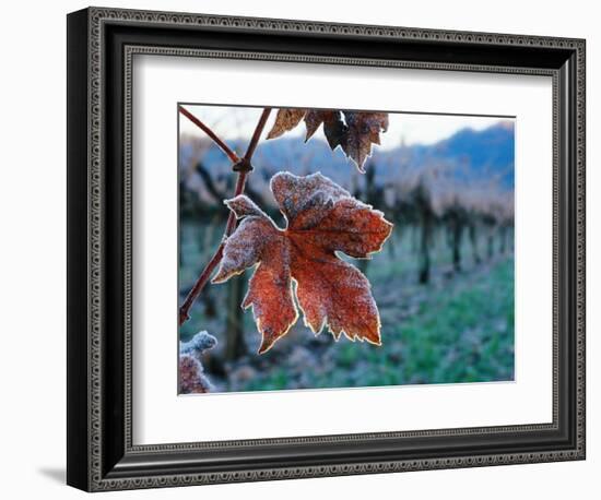 Leaf Covered in Frost-Charles O'Rear-Framed Photographic Print
