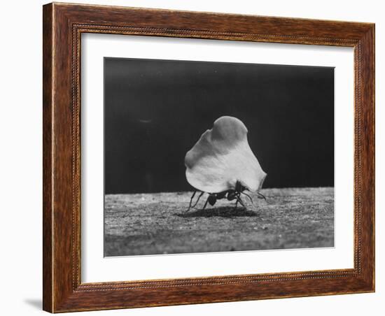 Leaf-Cutter Ant Carrying Off Rose Fragments-null-Framed Photographic Print