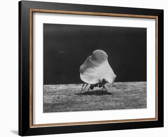 Leaf-Cutter Ant Carrying Off Rose Fragments-null-Framed Photographic Print