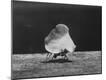 Photographic Print