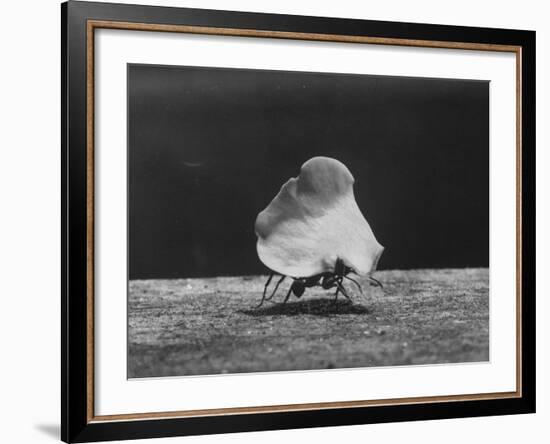 Leaf-Cutter Ant Carrying Off Rose Fragments-null-Framed Photographic Print