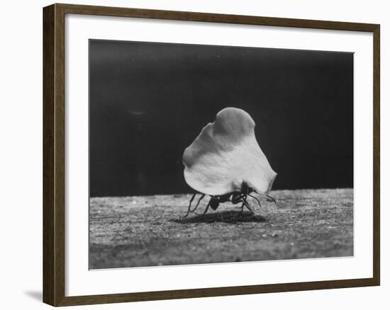 Leaf-Cutter Ant Carrying Off Rose Fragments-null-Framed Photographic Print