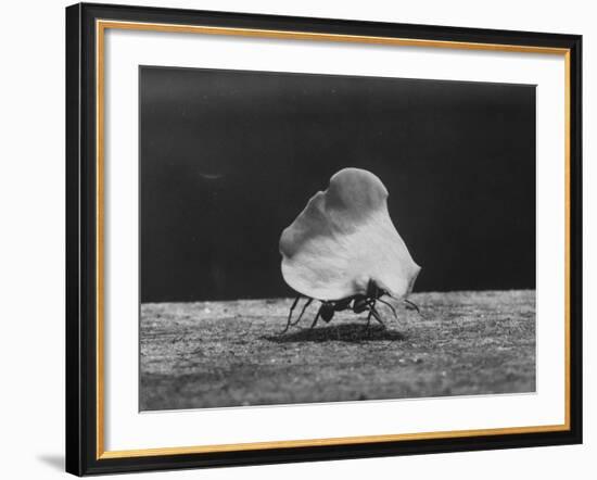 Leaf-Cutter Ant Carrying Off Rose Fragments-null-Framed Photographic Print