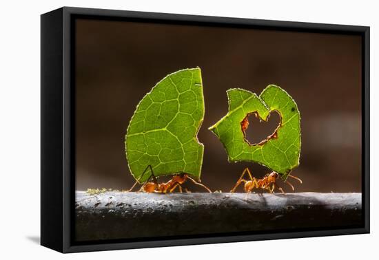 Leaf cutter ants (Atta sp) carrying plant matter, Costa Rica.-Bence Mate-Framed Premier Image Canvas