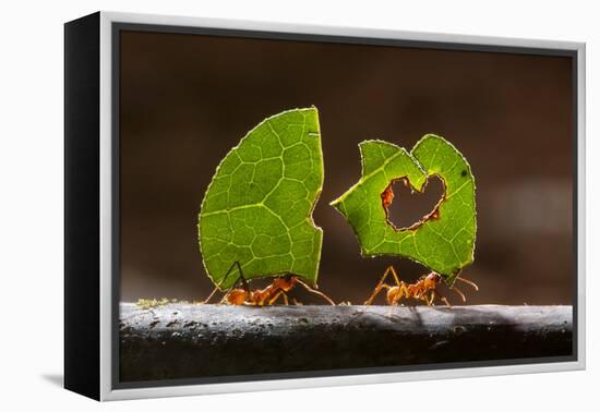 Leaf cutter ants (Atta sp) carrying plant matter, Costa Rica.-Bence Mate-Framed Premier Image Canvas