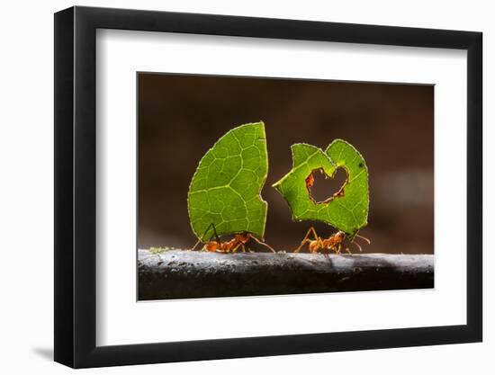 Leaf cutter ants (Atta sp) carrying plant matter, Costa Rica.-Bence Mate-Framed Photographic Print