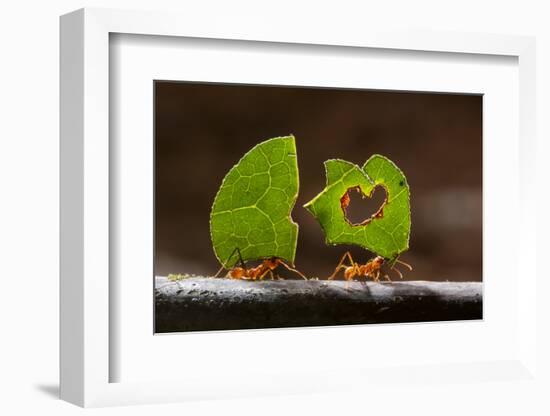 Leaf cutter ants (Atta sp) carrying plant matter, Costa Rica.-Bence Mate-Framed Photographic Print