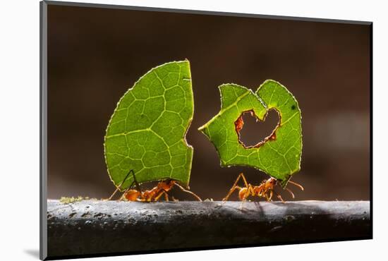 Leaf cutter ants (Atta sp) carrying plant matter, Costa Rica.-Bence Mate-Mounted Photographic Print