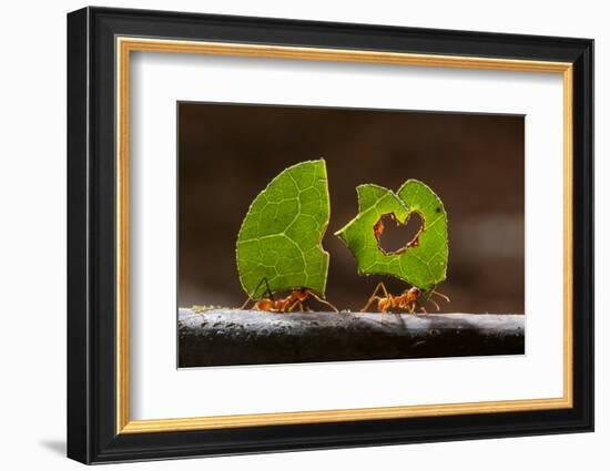 Leaf cutter ants (Atta sp) carrying plant matter, Costa Rica.-Bence Mate-Framed Photographic Print