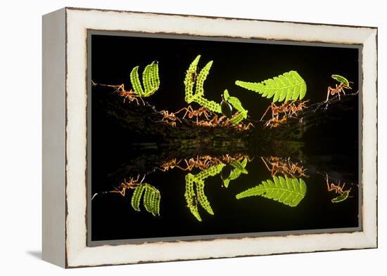 Leaf Cutter Ants (Atta Sp) Female Worker Ants Carry Pieces of Fern Leaves to Nest, Costa Rica-Bence Mate-Framed Premier Image Canvas