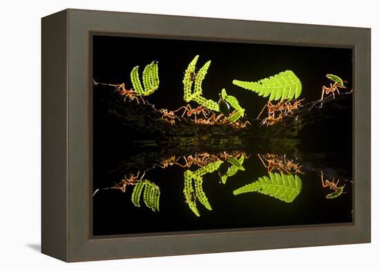 Leaf Cutter Ants (Atta Sp) Female Worker Ants Carry Pieces of Fern Leaves to Nest, Costa Rica-Bence Mate-Framed Premier Image Canvas