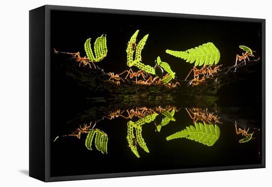 Leaf Cutter Ants (Atta Sp) Female Worker Ants Carry Pieces of Fern Leaves to Nest, Costa Rica-Bence Mate-Framed Premier Image Canvas