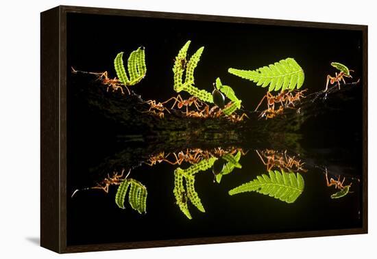 Leaf Cutter Ants (Atta Sp) Female Worker Ants Carry Pieces of Fern Leaves to Nest, Costa Rica-Bence Mate-Framed Premier Image Canvas