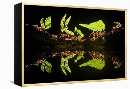 Leaf Cutter Ants (Atta Sp) Female Worker Ants Carry Pieces of Fern Leaves to Nest, Costa Rica-Bence Mate-Framed Premier Image Canvas