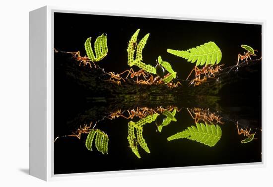 Leaf Cutter Ants (Atta Sp) Female Worker Ants Carry Pieces of Fern Leaves to Nest, Costa Rica-Bence Mate-Framed Premier Image Canvas