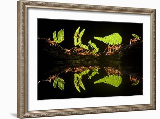 Leaf Cutter Ants (Atta Sp) Female Worker Ants Carry Pieces of Fern Leaves to Nest, Costa Rica-Bence Mate-Framed Photographic Print