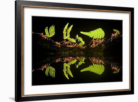 Leaf Cutter Ants (Atta Sp) Female Worker Ants Carry Pieces of Fern Leaves to Nest, Costa Rica-Bence Mate-Framed Photographic Print