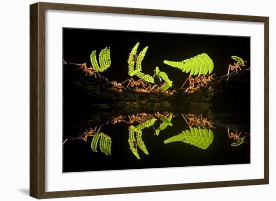 Leaf Cutter Ants (Atta Sp) Female Worker Ants Carry Pieces of Fern Leaves to Nest, Costa Rica-Bence Mate-Framed Photographic Print