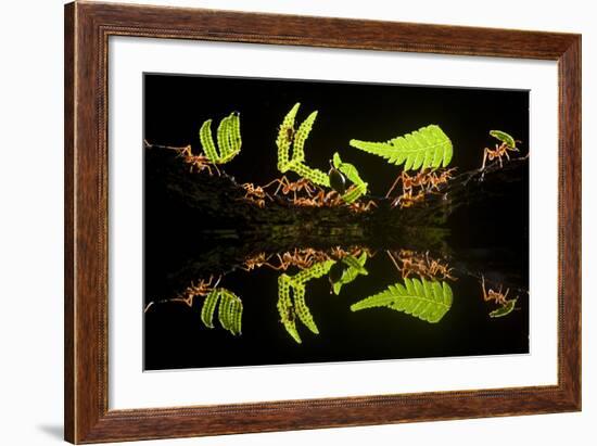 Leaf Cutter Ants (Atta Sp) Female Worker Ants Carry Pieces of Fern Leaves to Nest, Costa Rica-Bence Mate-Framed Photographic Print