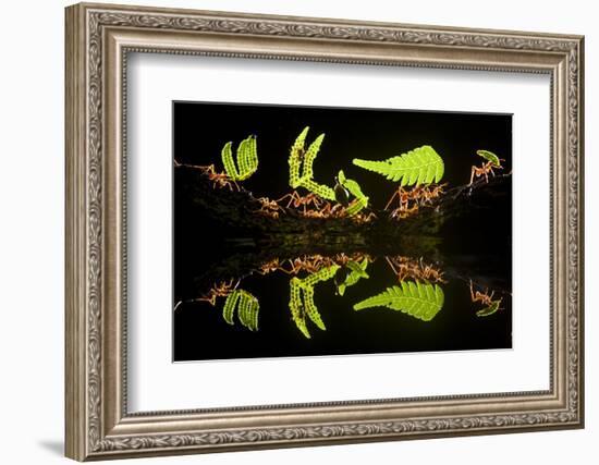 Leaf Cutter Ants (Atta Sp) Female Worker Ants Carry Pieces of Fern Leaves to Nest, Costa Rica-Bence Mate-Framed Photographic Print