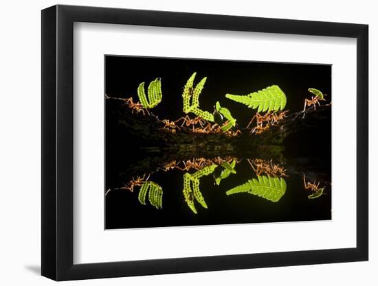 Leaf Cutter Ants (Atta Sp) Female Worker Ants Carry Pieces of Fern Leaves to Nest, Costa Rica-Bence Mate-Framed Photographic Print