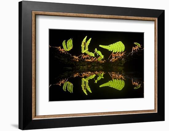 Leaf Cutter Ants (Atta Sp) Female Worker Ants Carry Pieces of Fern Leaves to Nest, Costa Rica-Bence Mate-Framed Photographic Print