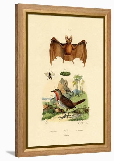 Leaf-Cutting Bee, 1833-39-null-Framed Premier Image Canvas