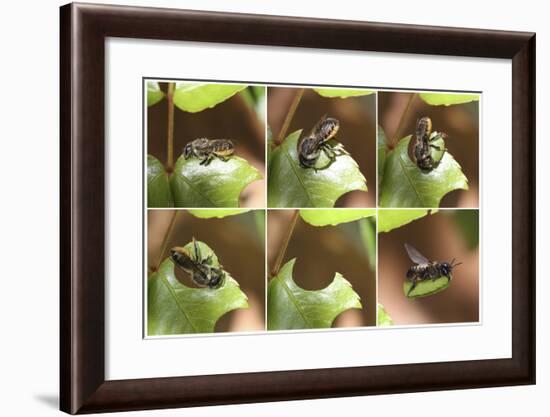 Leaf-Cutting Bee (Megachile Species) Sequence Showing Cutting Leaf Section From Rose-Kim Taylor-Framed Photographic Print