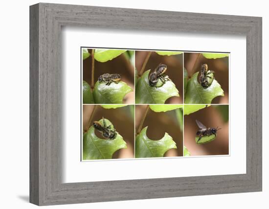 Leaf-Cutting Bee (Megachile Species) Sequence Showing Cutting Leaf Section From Rose-Kim Taylor-Framed Photographic Print