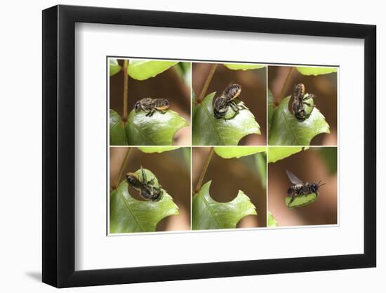 Leaf-Cutting Bee (Megachile Species) Sequence Showing Cutting Leaf Section From Rose-Kim Taylor-Framed Photographic Print