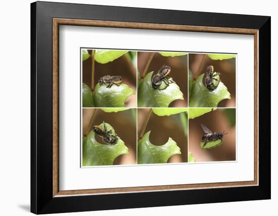 Leaf-Cutting Bee (Megachile Species) Sequence Showing Cutting Leaf Section From Rose-Kim Taylor-Framed Photographic Print