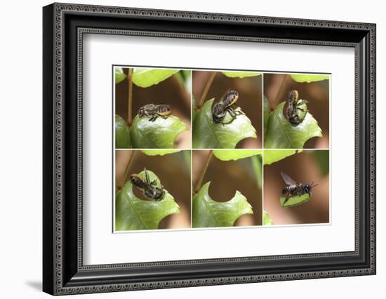 Leaf-Cutting Bee (Megachile Species) Sequence Showing Cutting Leaf Section From Rose-Kim Taylor-Framed Photographic Print