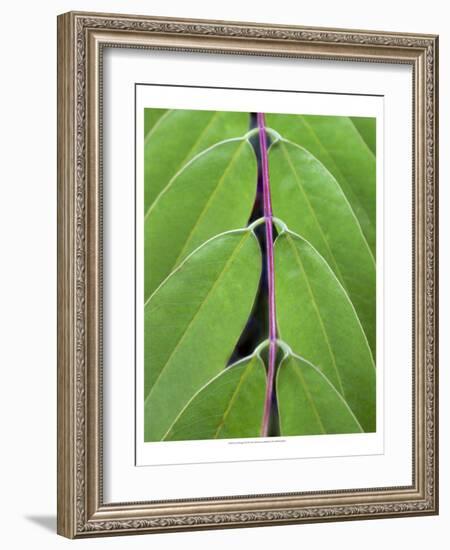 Leaf Design II-Jim Christensen-Framed Art Print