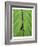 Leaf Design II-Jim Christensen-Framed Art Print