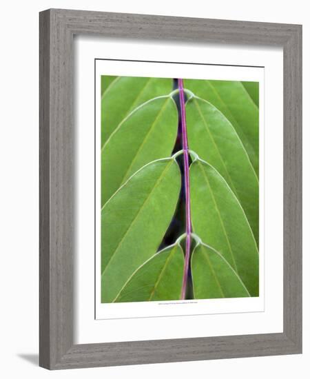 Leaf Design II-Jim Christensen-Framed Art Print