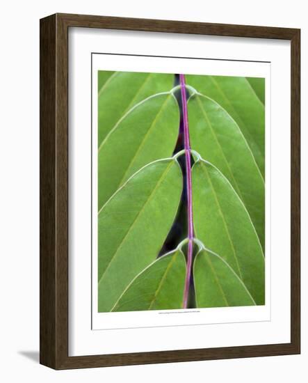 Leaf Design II-Jim Christensen-Framed Art Print