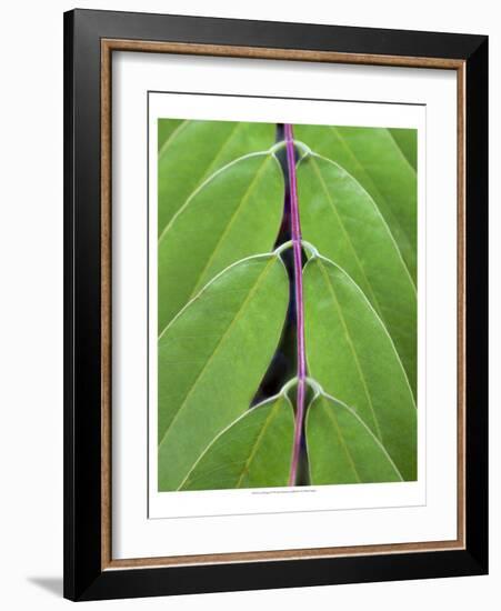 Leaf Design II-Jim Christensen-Framed Art Print