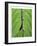 Leaf Design II-Jim Christensen-Framed Art Print