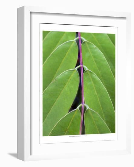 Leaf Design II-Jim Christensen-Framed Art Print