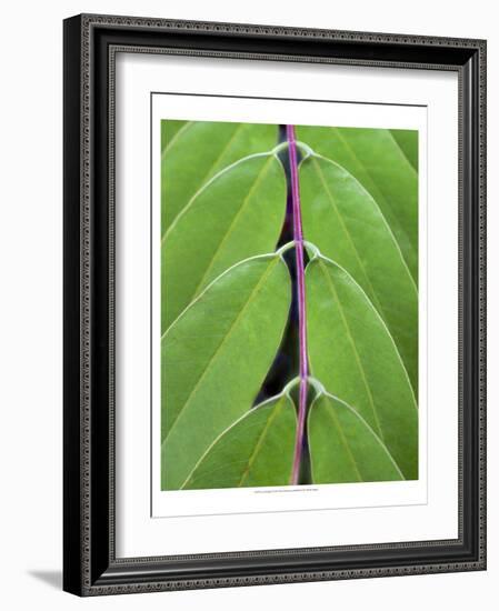 Leaf Design II-Jim Christensen-Framed Art Print