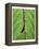 Leaf Design II-Jim Christensen-Framed Stretched Canvas