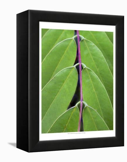 Leaf Design II-Jim Christensen-Framed Stretched Canvas