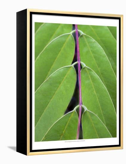 Leaf Design II-Jim Christensen-Framed Stretched Canvas