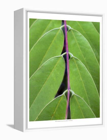 Leaf Design II-Jim Christensen-Framed Stretched Canvas