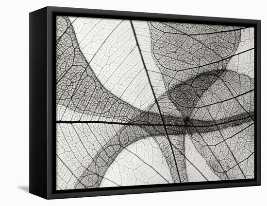 Leaf Designs I BW-Jim Christensen-Framed Premier Image Canvas