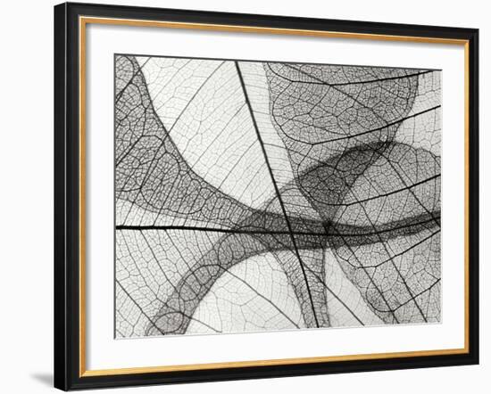 Leaf Designs I BW-Jim Christensen-Framed Photographic Print