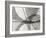 Leaf Designs I BW-Jim Christensen-Framed Photographic Print