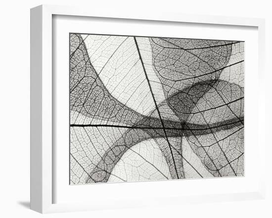 Leaf Designs I BW-Jim Christensen-Framed Photographic Print