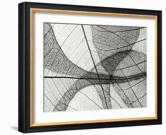 Leaf Designs I BW-Jim Christensen-Framed Photographic Print